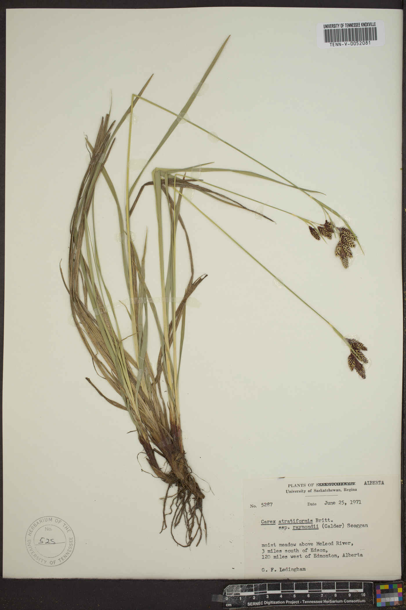 Carex atratiformis subsp. raymondii image
