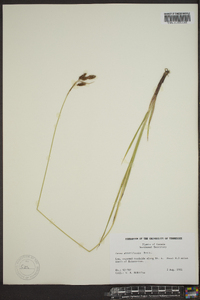 Carex atratiformis image