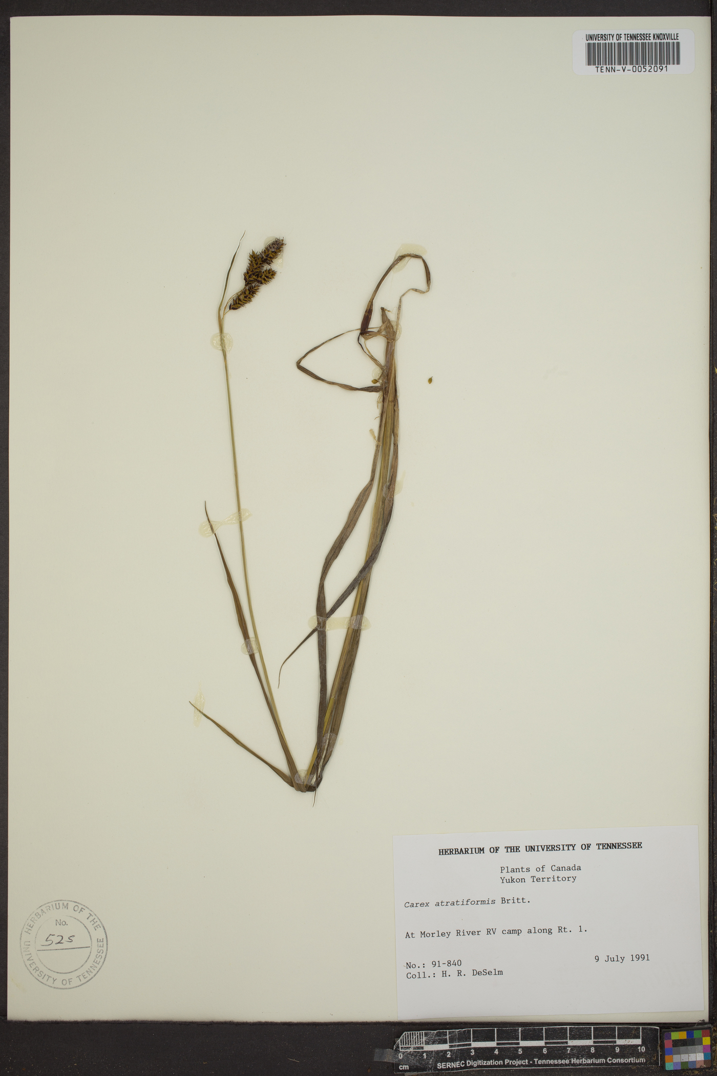 Carex atratiformis image