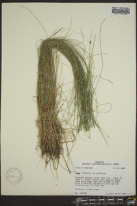 Carex atlantica subsp. capillacea image