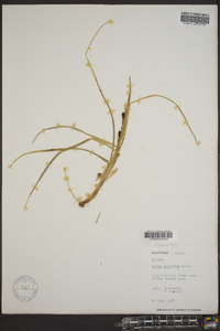 Carex atrofusca image