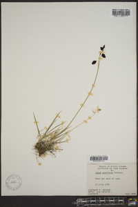 Carex atrofusca image