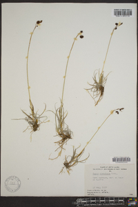 Carex atrofusca image