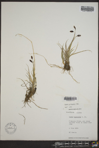 Carex atrofusca image