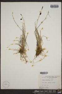 Carex atrofusca image