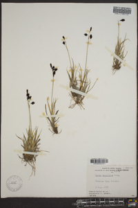 Carex atrofusca image