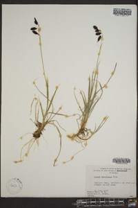 Carex atrofusca image