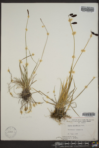 Carex atrofusca image