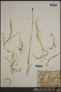 Carex aurea image