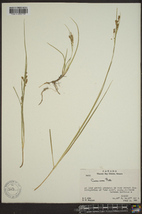 Carex aurea image