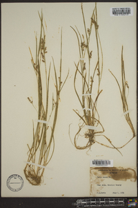 Carex aurea image