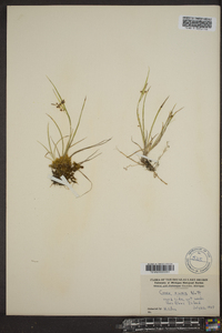 Carex aurea image