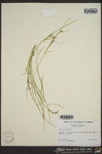 Carex aurea image