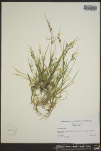 Carex aurea image