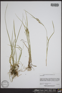 Carex aurea image