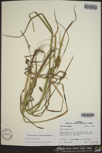 Carex aureolensis image