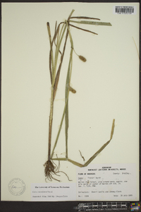 Carex aureolensis image