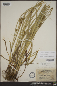 Carex aureolensis image