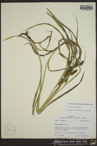 Carex aureolensis image