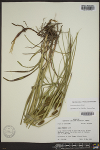 Carex aureolensis image