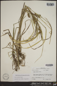 Carex aureolensis image