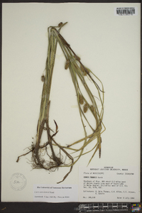 Carex aureolensis image