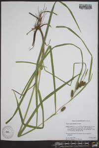 Carex aureolensis image