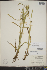 Carex aureolensis image