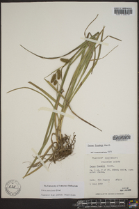 Carex aureolensis image