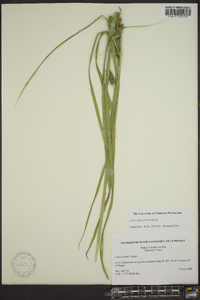 Carex aureolensis image