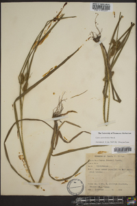 Carex aureolensis image