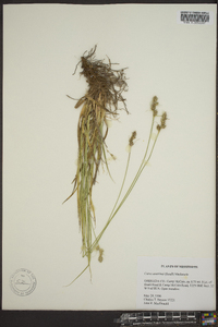 Carex austrina image