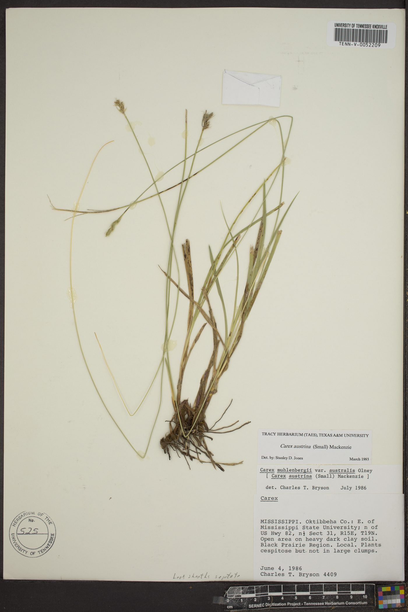 Carex austrina image