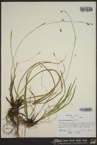 Carex austrocaroliniana image