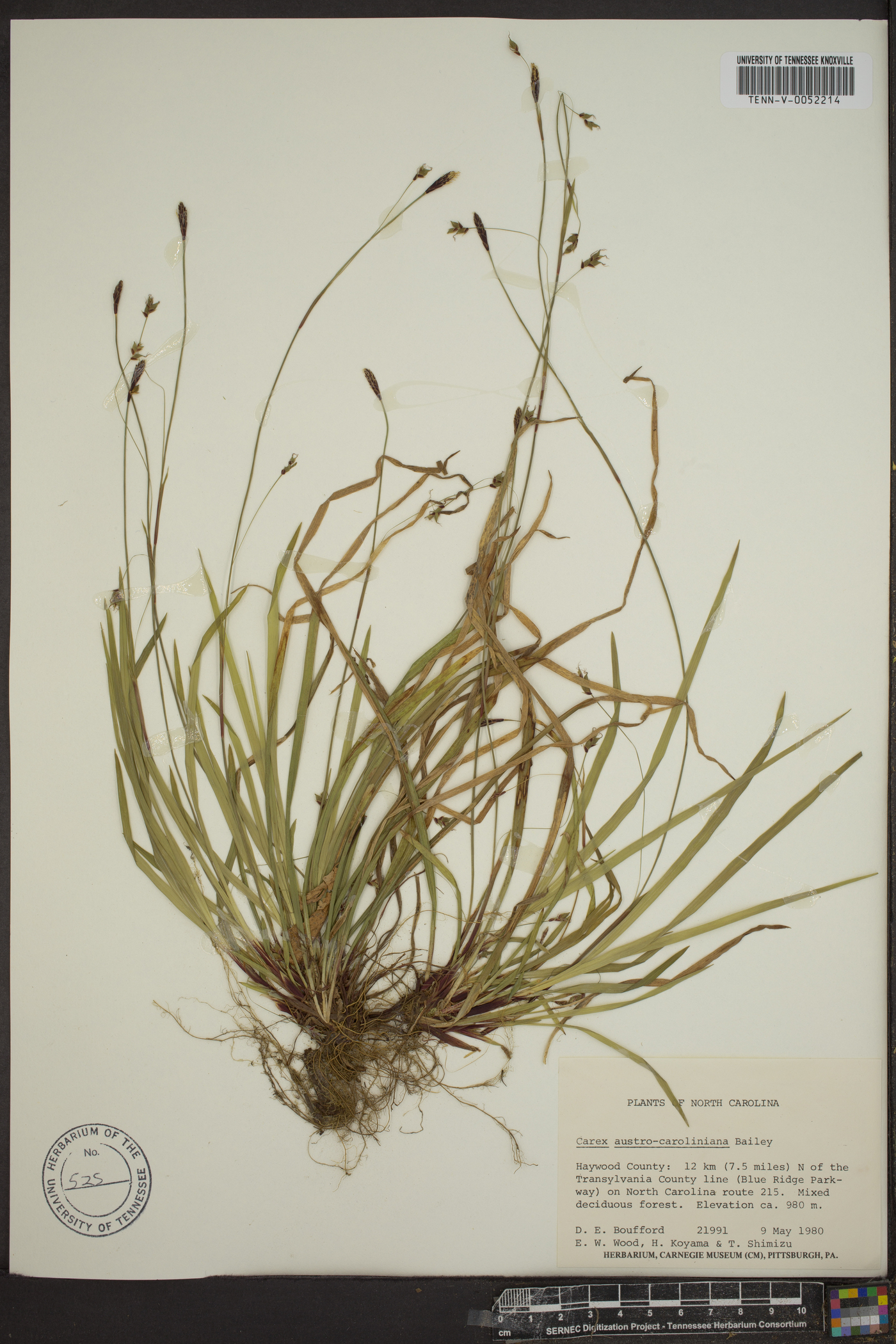 Carex austrocaroliniana image