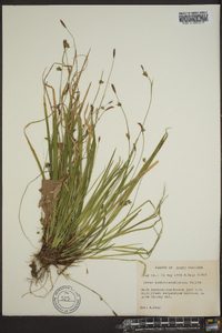 Carex austrocaroliniana image