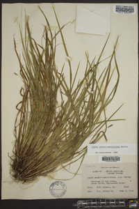 Carex austrocaroliniana image