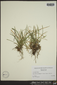 Carex backii image