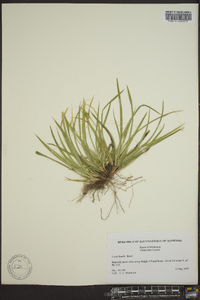 Carex backii image