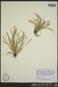 Carex backii image