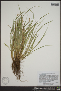 Carex backii image