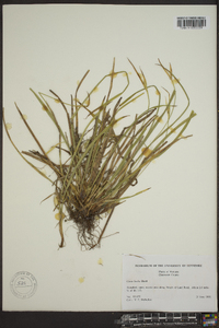 Carex backii image