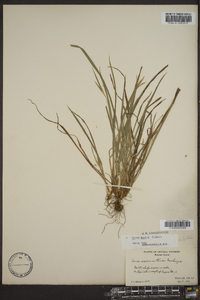 Carex backii image