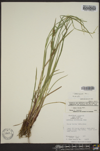 Carex baileyi image