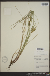 Carex baileyi image