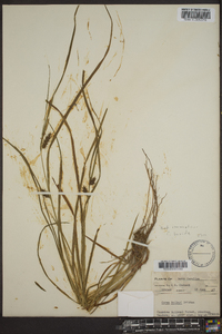 Carex baileyi image