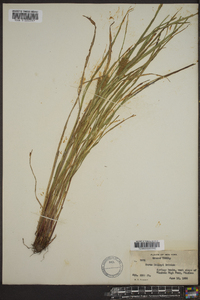 Carex baileyi image