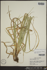 Carex baltzellii image