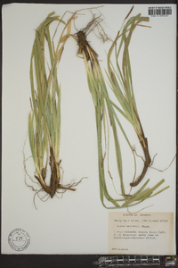 Carex baltzellii image