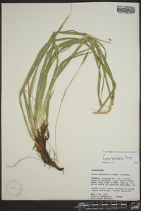 Carex baltzellii image